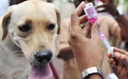 狂犬病的视频,从视频看病毒传播与预防措施