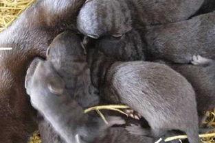 貂养殖视频,从视频中学到的养殖技巧与经验