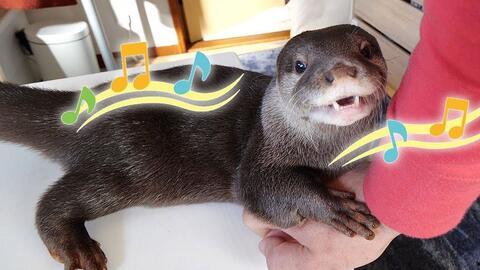 水獭视频,视频中的自然精灵