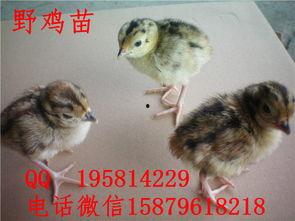 山鸡孵化视频,孵化视频背后的孵化奥秘