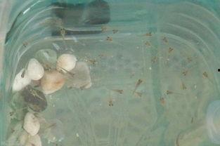 蝌蝌窝在线视频